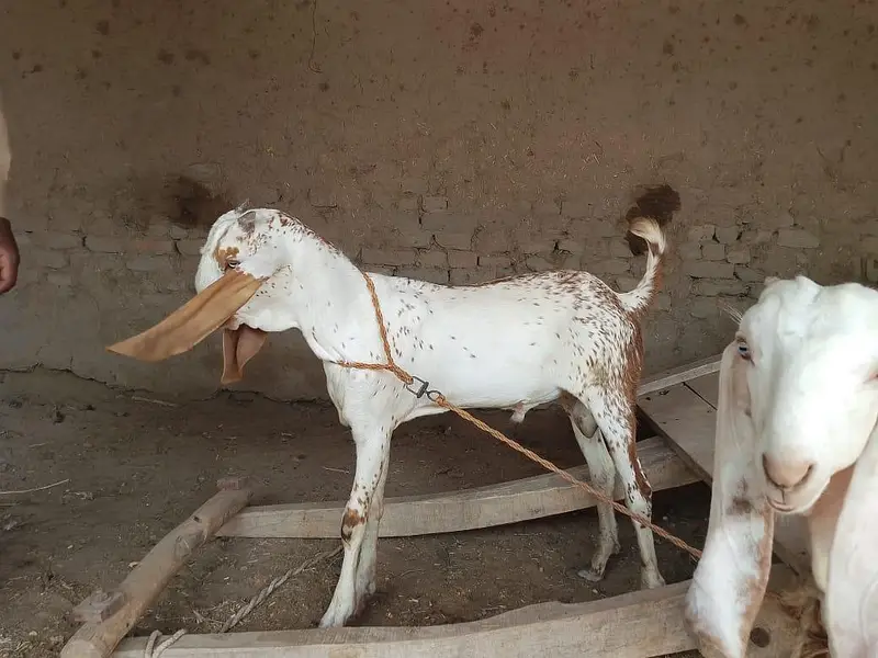 desi Bakra for Sale Mashallah Call  03242700765 — photo 2