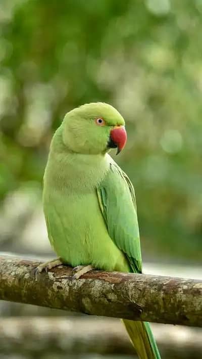 green parrot