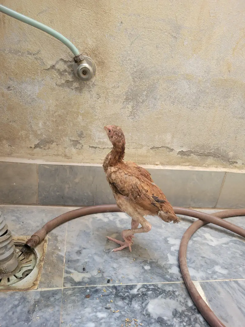 Pair of Aseel — photo 2