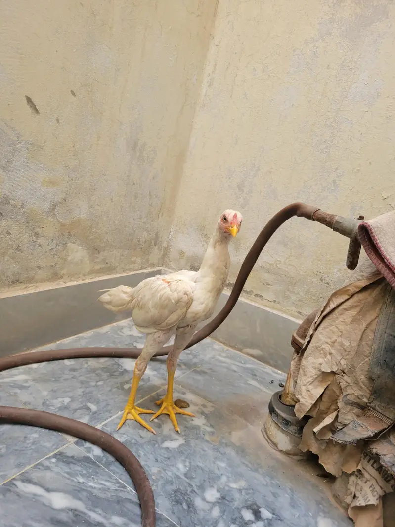 Pair of Aseel — photo 3