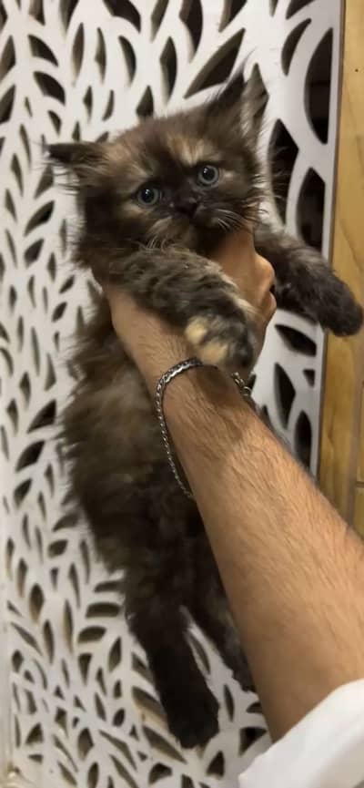 Triple Coated Semi punch face kitten available