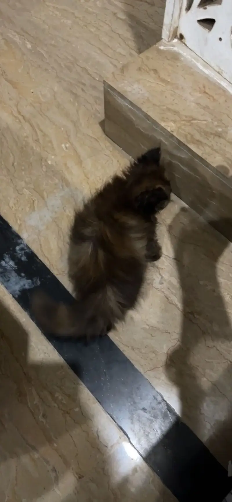 Triple Coated Semi punch face kitten available — photo 2