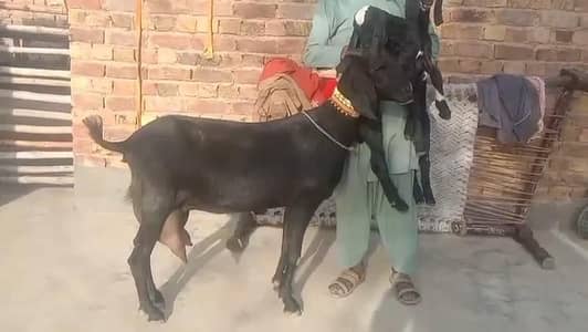 desi Bakri for Sale 03242700765