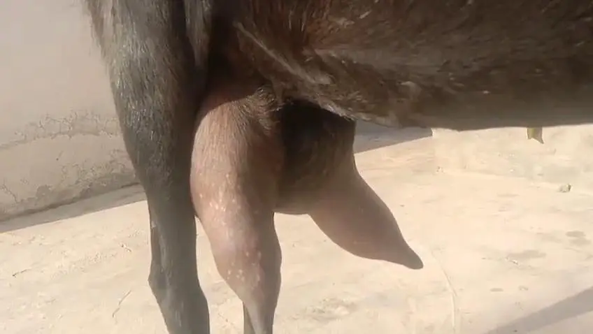 desi Bakri for Sale 03242700765 — photo 2