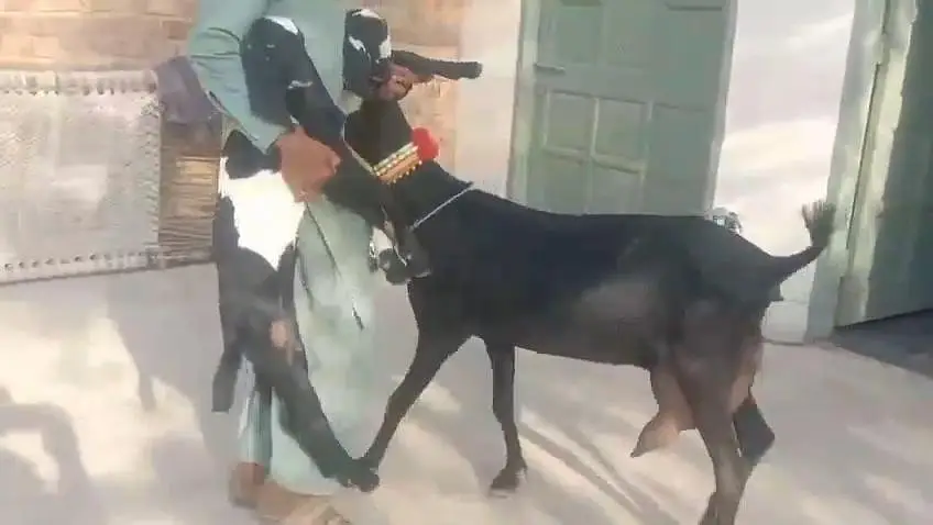 desi Bakri for Sale 03242700765 — photo 3