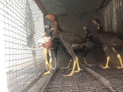 ma ya birds bachna chata hu Jo ka high quality rakhta ha apna AP ma AP