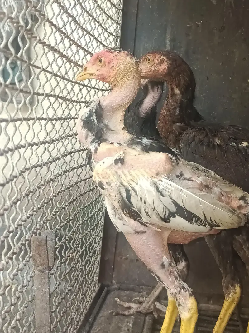 ma ya birds bachna chata hu Jo ka high quality rakhta ha apna AP ma AP — photo 3