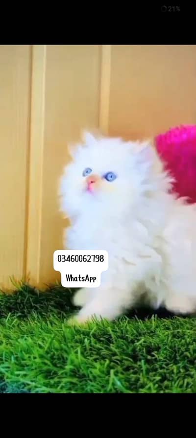 Persian cat 3 coated 5 phase vaccinated delivery all Pakistan