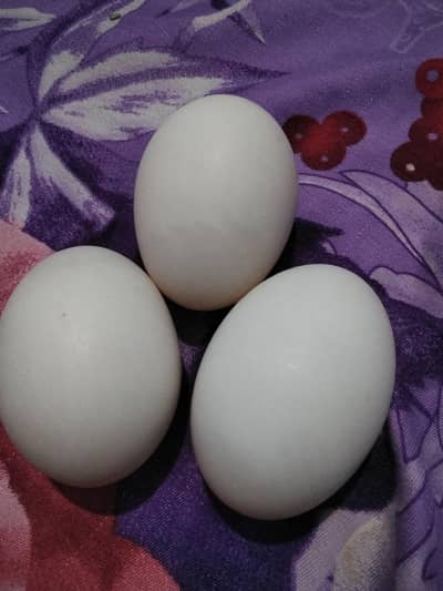 Dusk Eggs and Misri Desi murgi Eggs