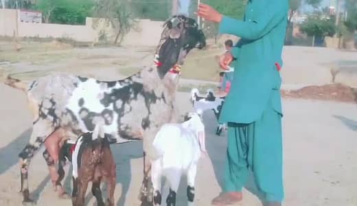 desi Bakri shera parade mei for Sale Mashallah Call /03242700765