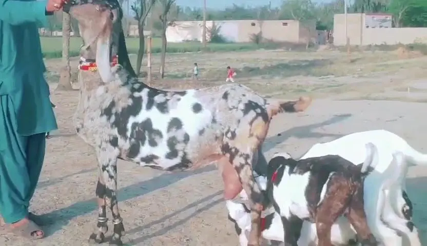 desi Bakri shera parade mei for Sale Mashallah Call /03242700765 — photo 2