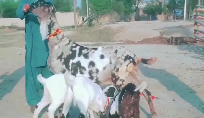 desi Bakri shera parade mei for Sale Mashallah Call /03242700765 — photo 3