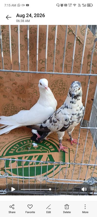 mix pijaons