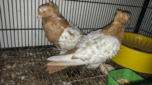 Rare Frill Pigeons – 5 Pairs Only!