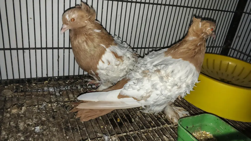 Rare Frill Pigeons – 5 Pairs Only!