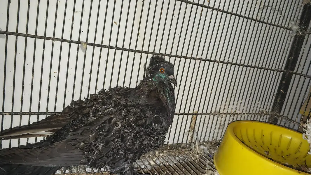 Rare Frill Pigeons – 5 Pairs Only! — photo 2