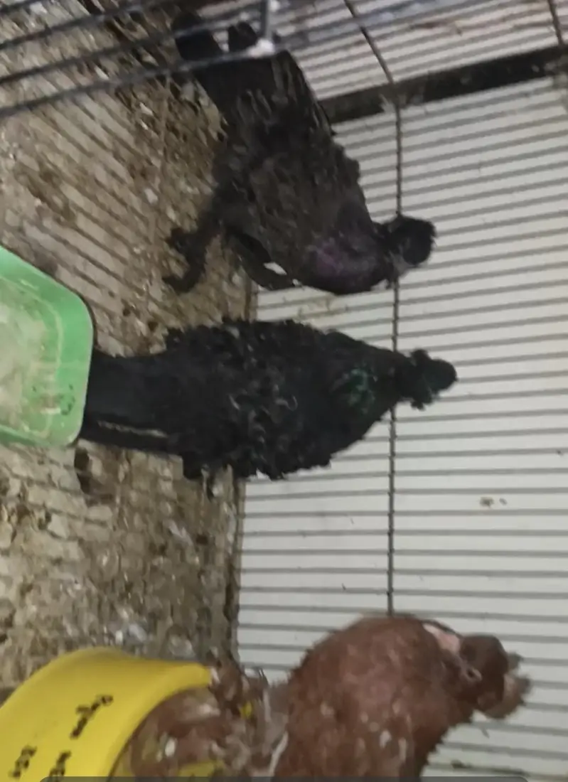 Rare Frill Pigeons – 5 Pairs Only! — photo 3