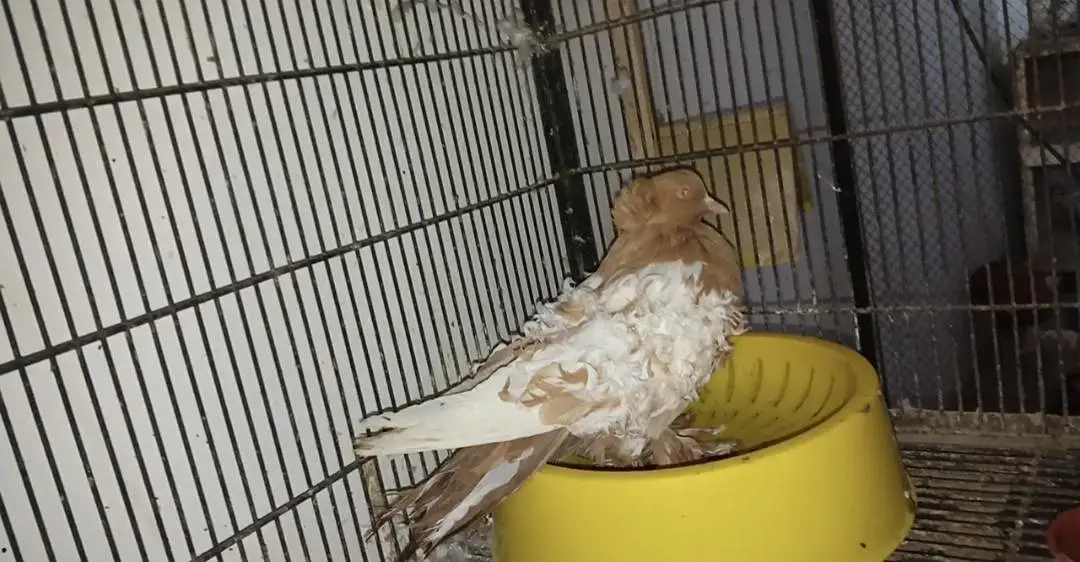 Rare Frill Pigeons – 5 Pairs Only! — photo 4