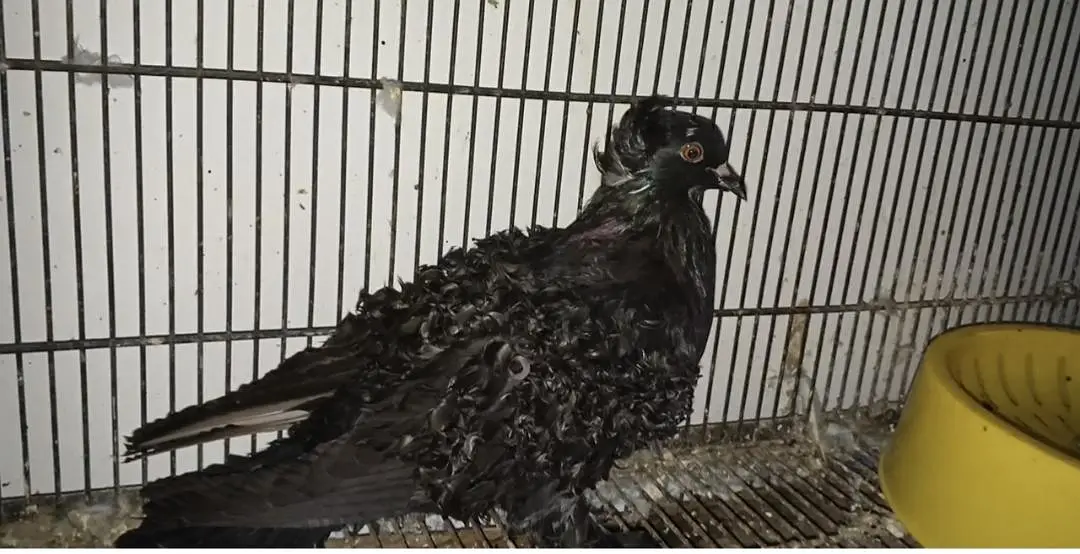 Rare Frill Pigeons – 5 Pairs Only! — photo 5