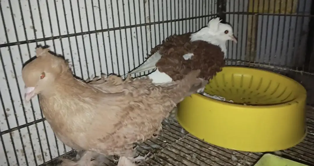 Rare Frill Pigeons – 5 Pairs Only! — photo 6