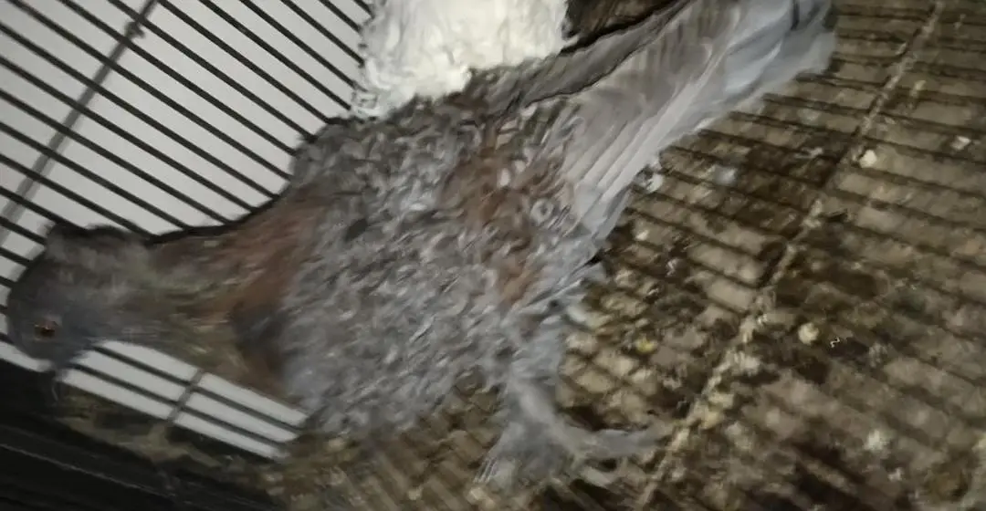 Rare Frill Pigeons – 5 Pairs Only! — photo 7