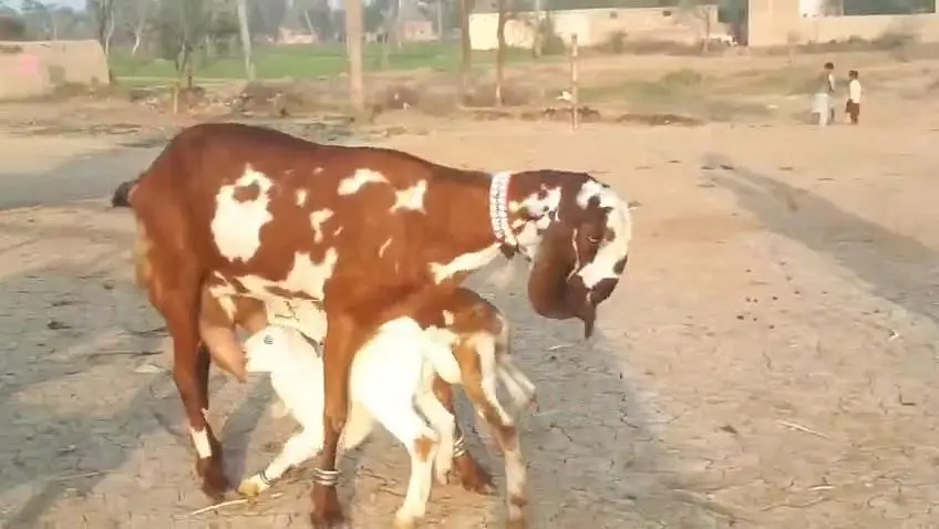desi Bakri for sale do bachchon ke sath for Sale Call 03490704921 — photo 2