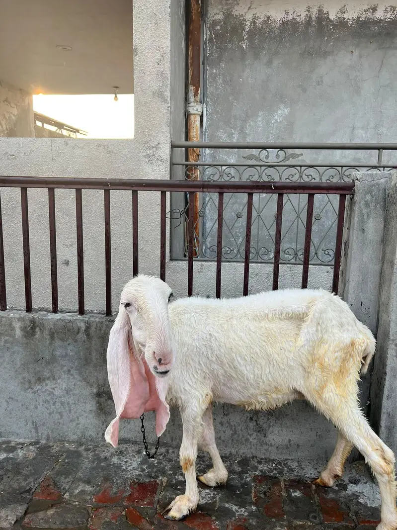 kajli paid ha — photo 3