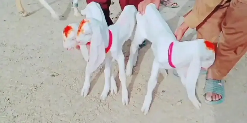 gulabi Bakri for Sale Mashallah Call 03242700765 — photo 2