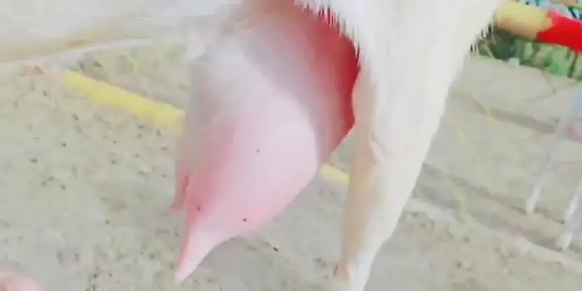 gulabi Bakri for Sale Mashallah Call 03242700765 — photo 3