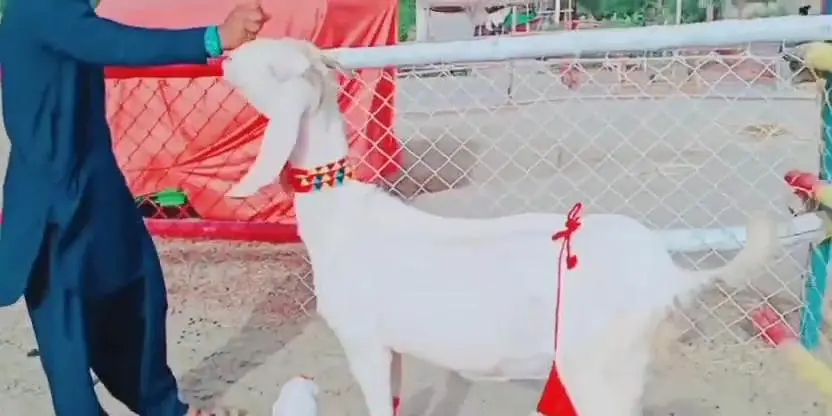 gulabi Bakri for Sale Mashallah Call 03242700765 — photo 4