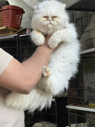 Tripple coat female cat with a very loving and playful personality