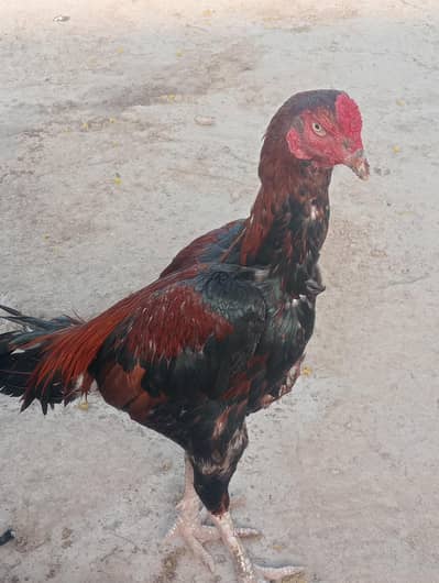 pure aseel male for sale