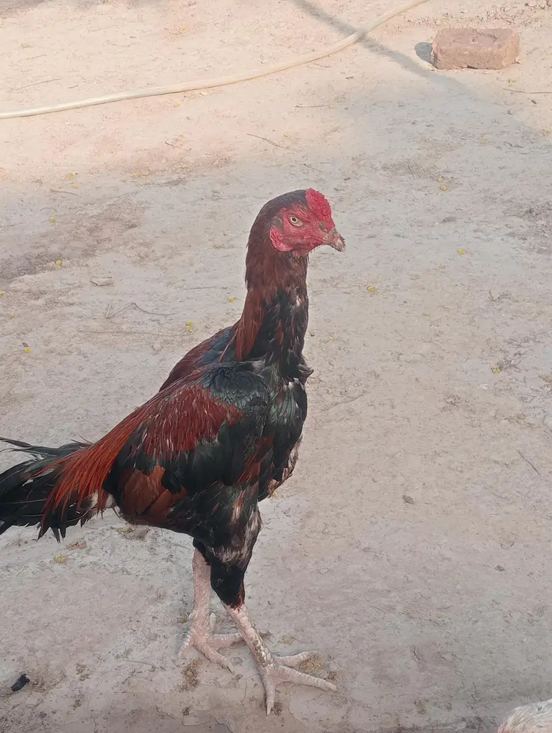 pure aseel male for sale — photo 2