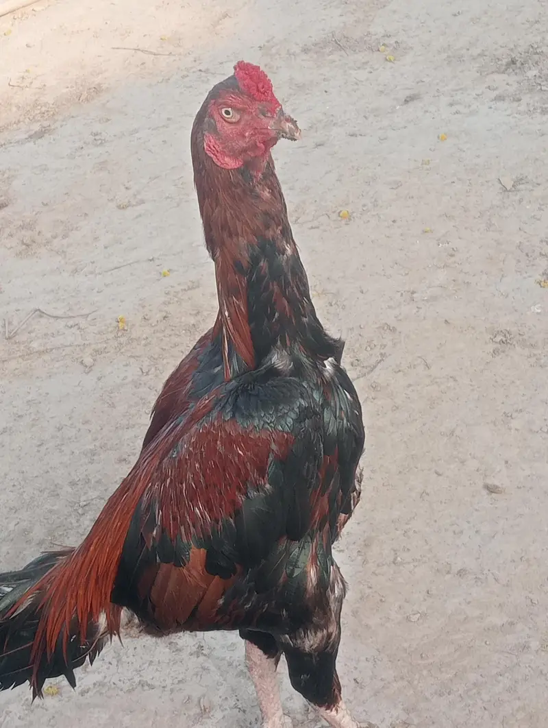 pure aseel male for sale — photo 3