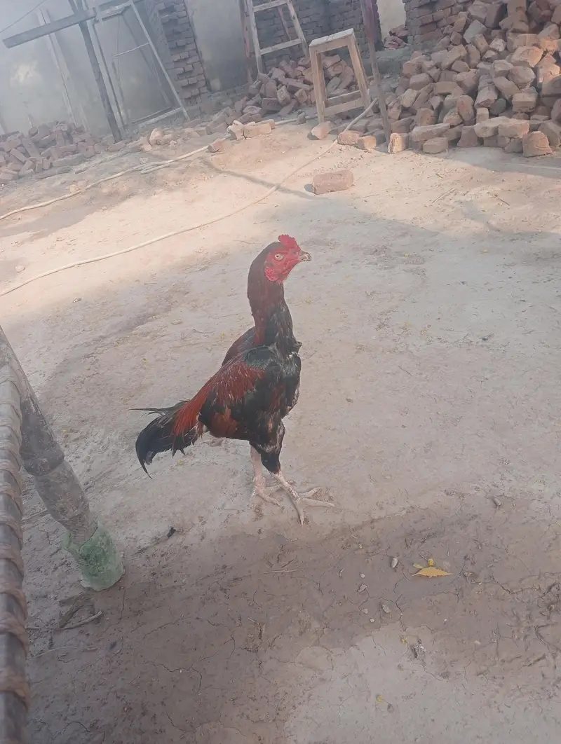 pure aseel male for sale — photo 4