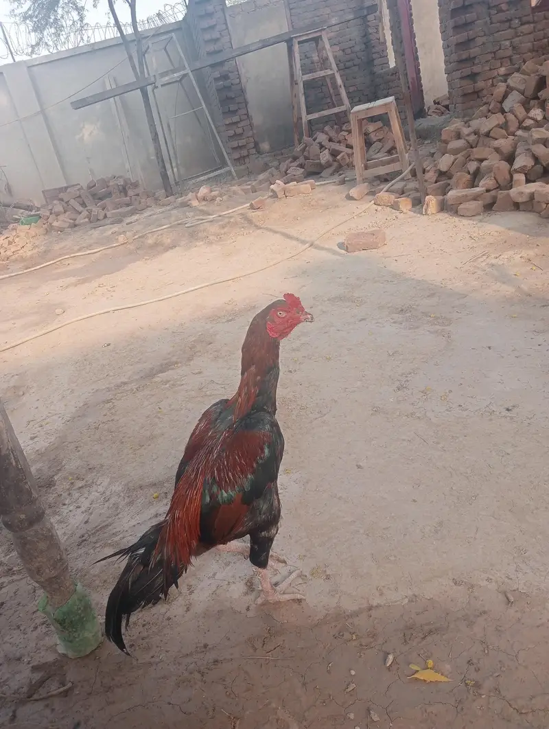 pure aseel male for sale — photo 5
