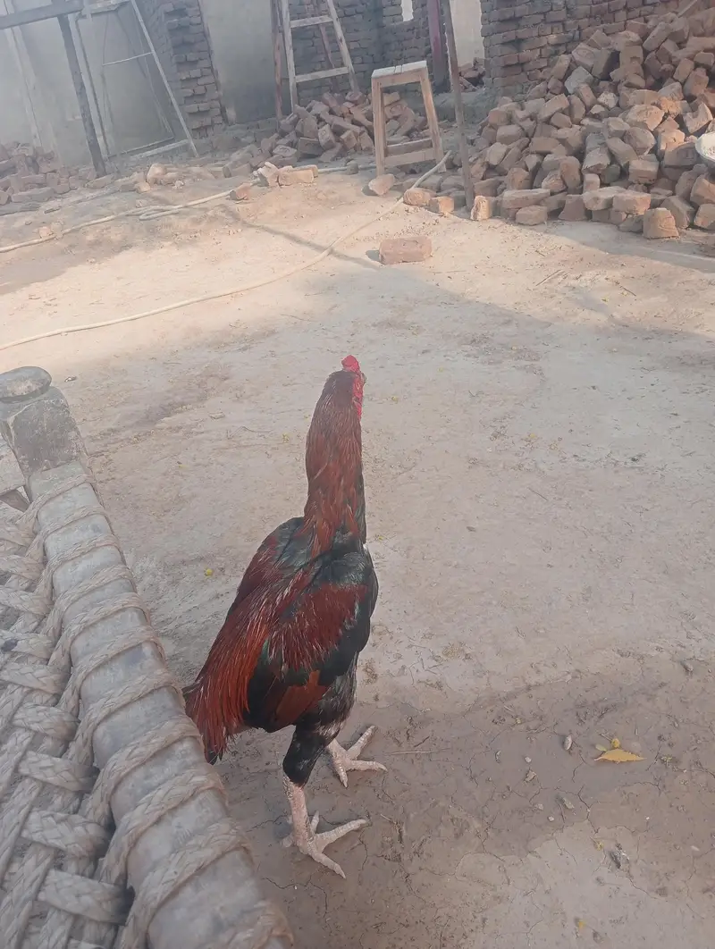 pure aseel male for sale — photo 6