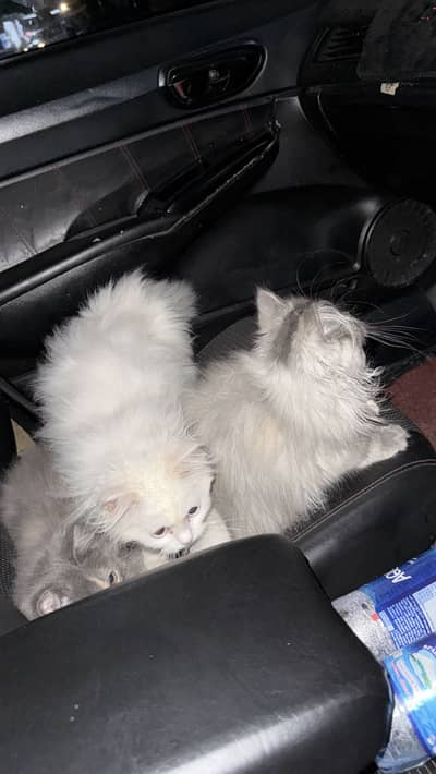 Pack of cats 1 adult pair with 3 kittens and 3 female age 8 months