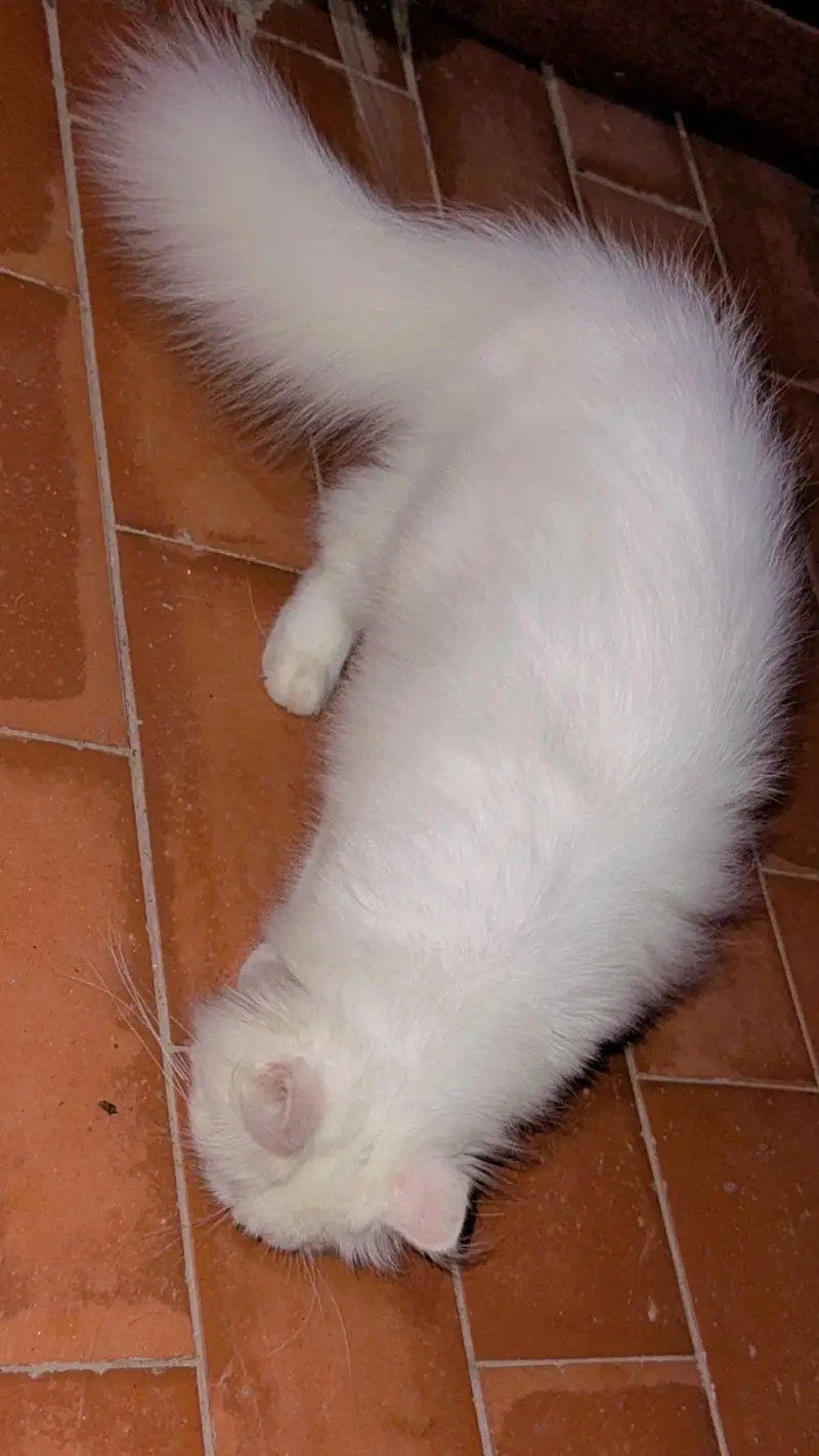 Pack of cats 1 adult pair with 3 kittens and 3 female age 8 months — photo 2