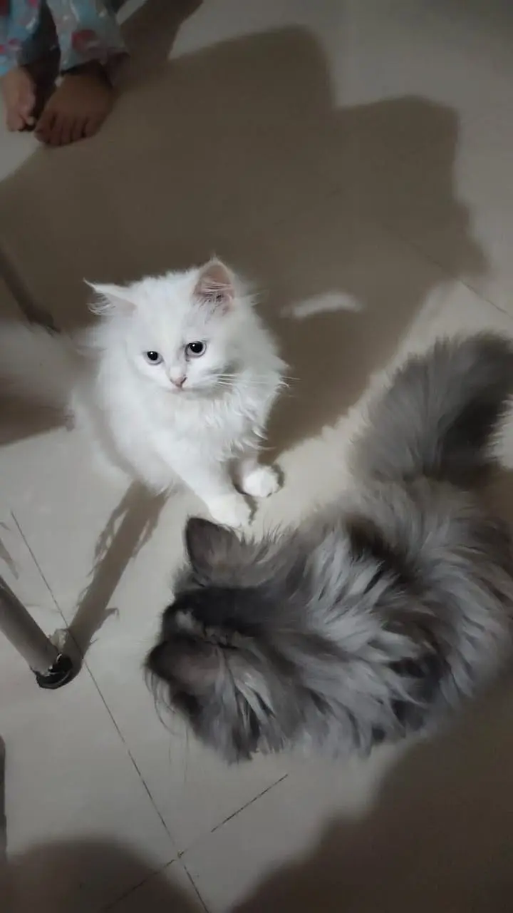 Pack of cats 1 adult pair with 3 kittens and 3 female age 8 months — photo 3