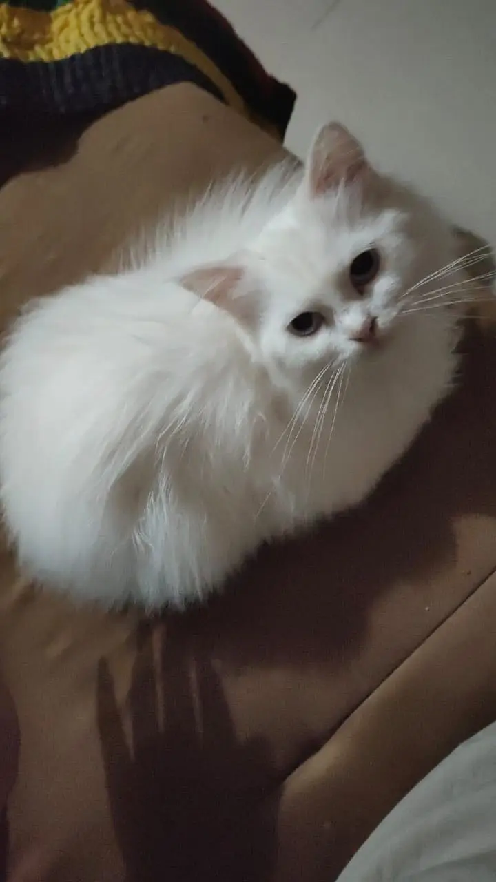 Pack of cats 1 adult pair with 3 kittens and 3 female age 8 months — photo 4