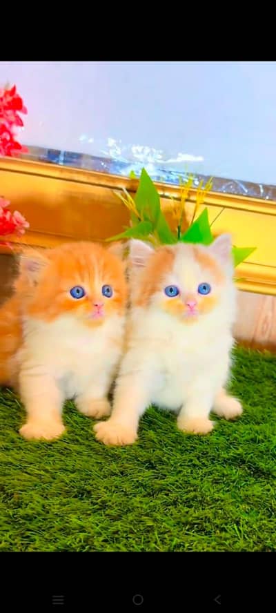 pure Persian cats vaccinated and healthy active WhatsApp/0344/6895398/