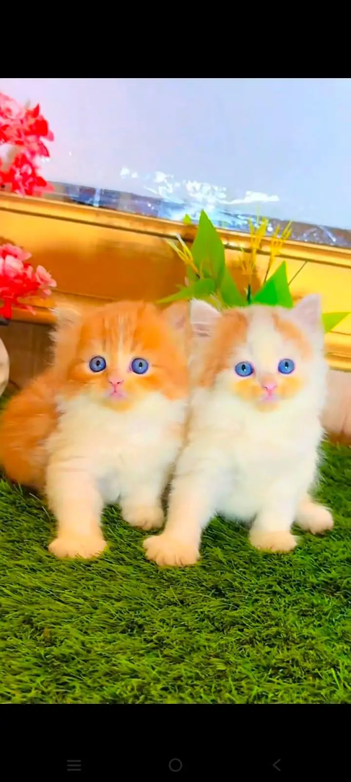 pure Persian cats vaccinated and healthy active WhatsApp/0344/6895398/ — photo 3