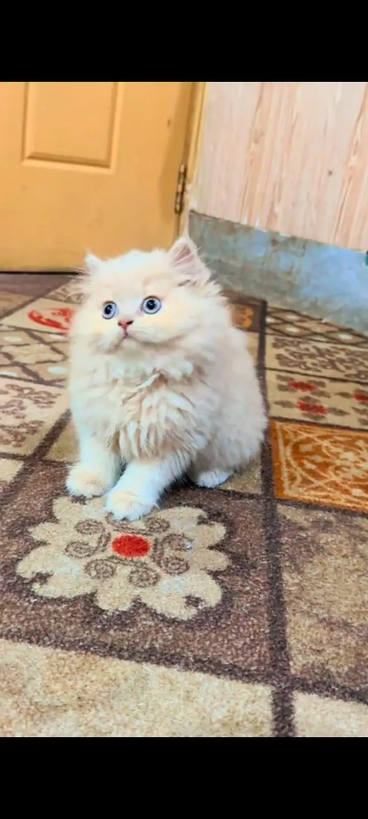 pure Persian cats vaccinated and healthy active WhatsApp/0344/6895398/ — photo 2