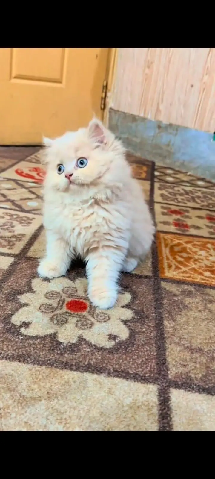 pure Persian cats vaccinated and healthy active WhatsApp/0344/6895398/ — photo 3