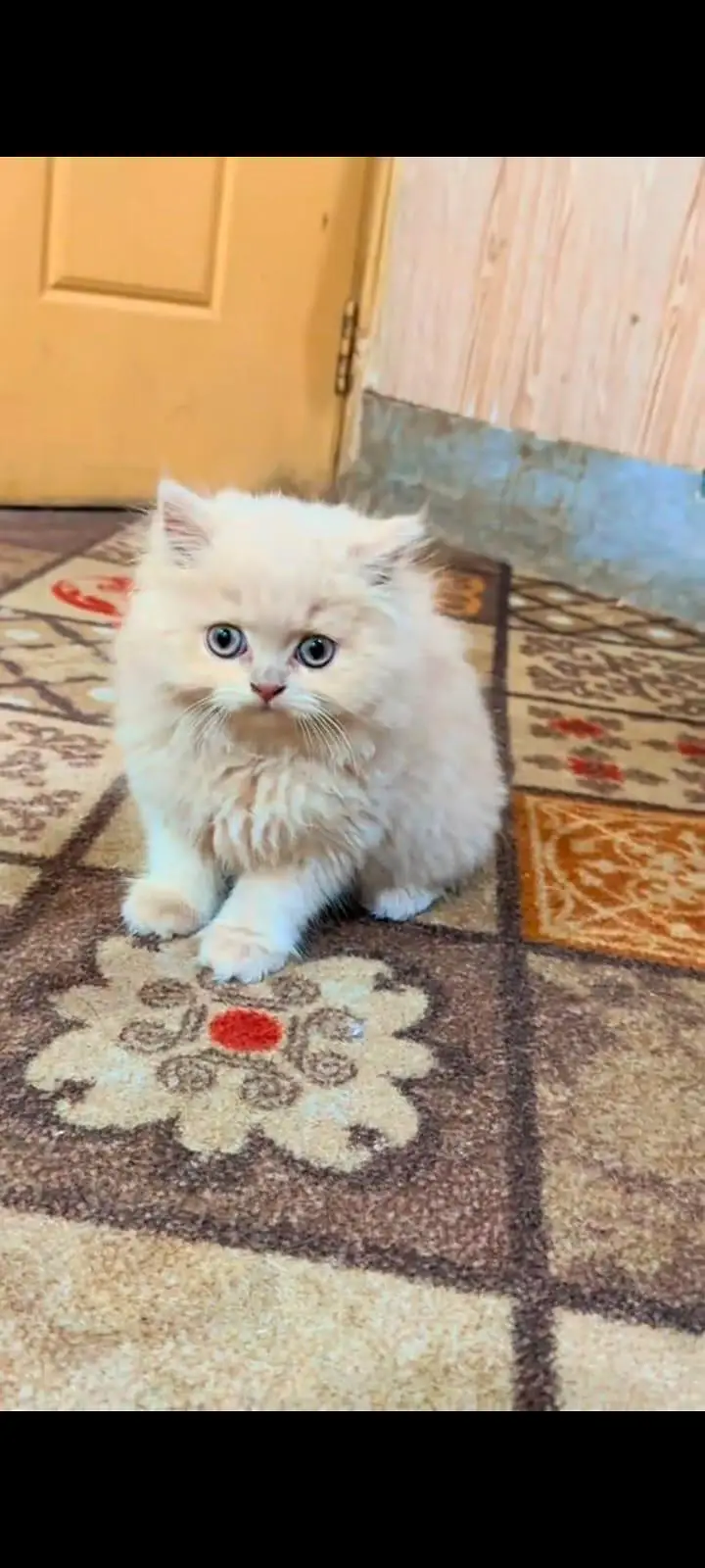 pure Persian cats vaccinated and healthy active WhatsApp/0344/6895398/ — photo 4