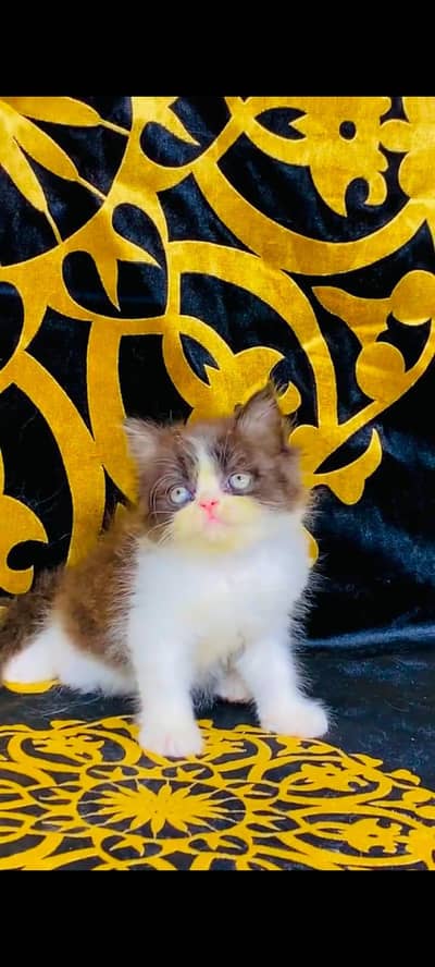 pure Persian cats vaccinated and healthy active WhatsApp/0344/6895398/