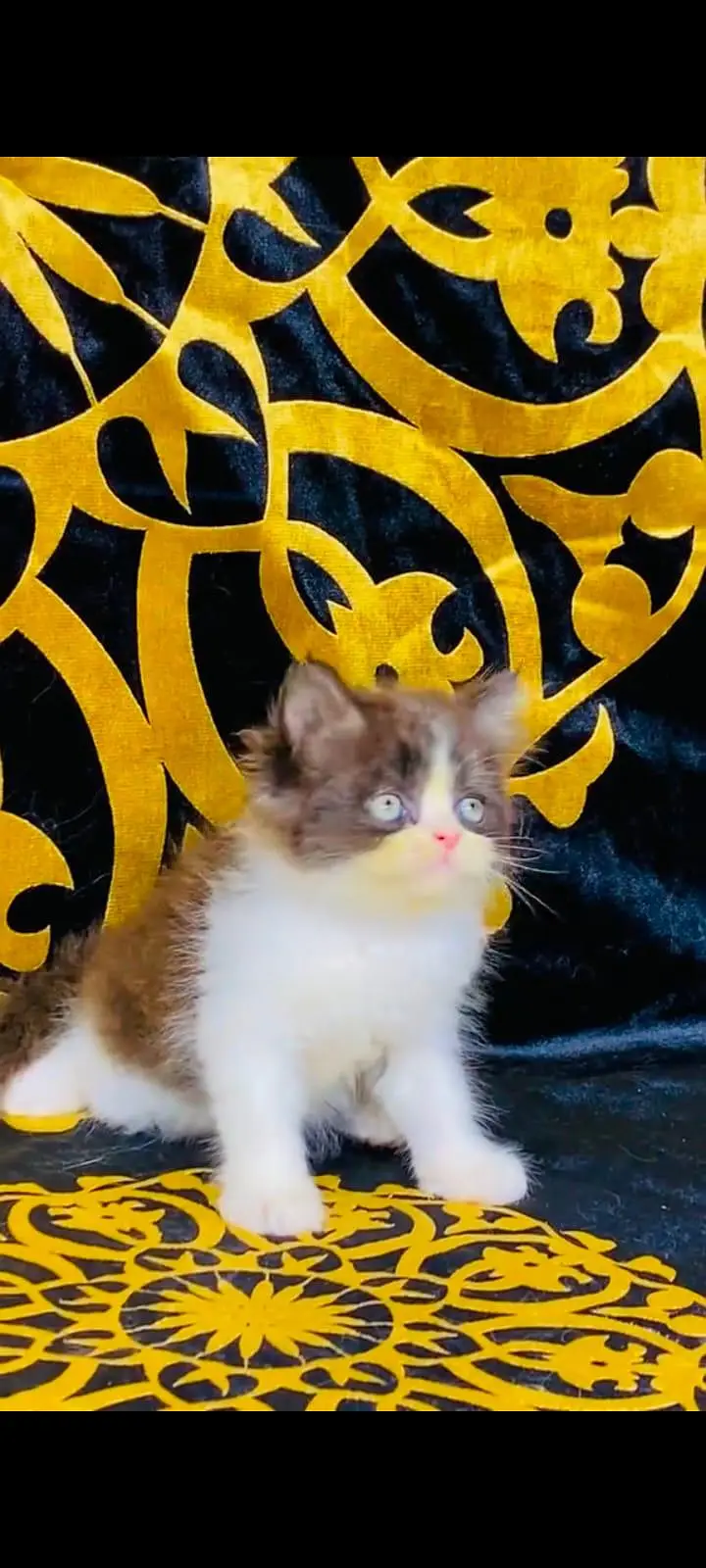 pure Persian cats vaccinated and healthy active WhatsApp/0344/6895398/ — photo 4