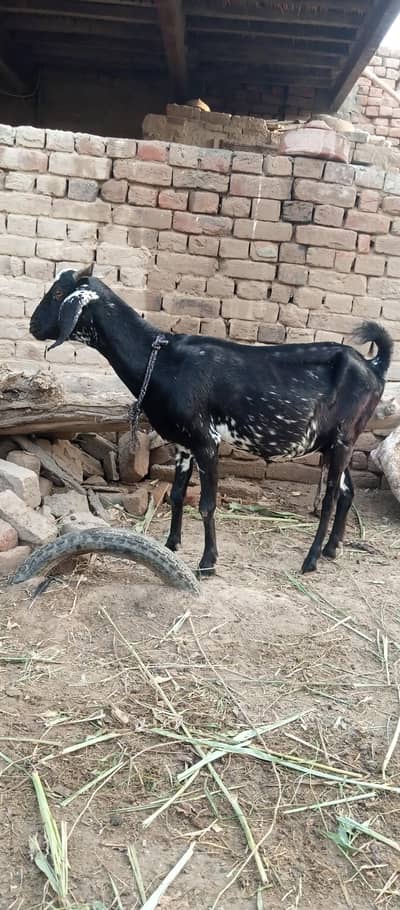Dogli Bakri
