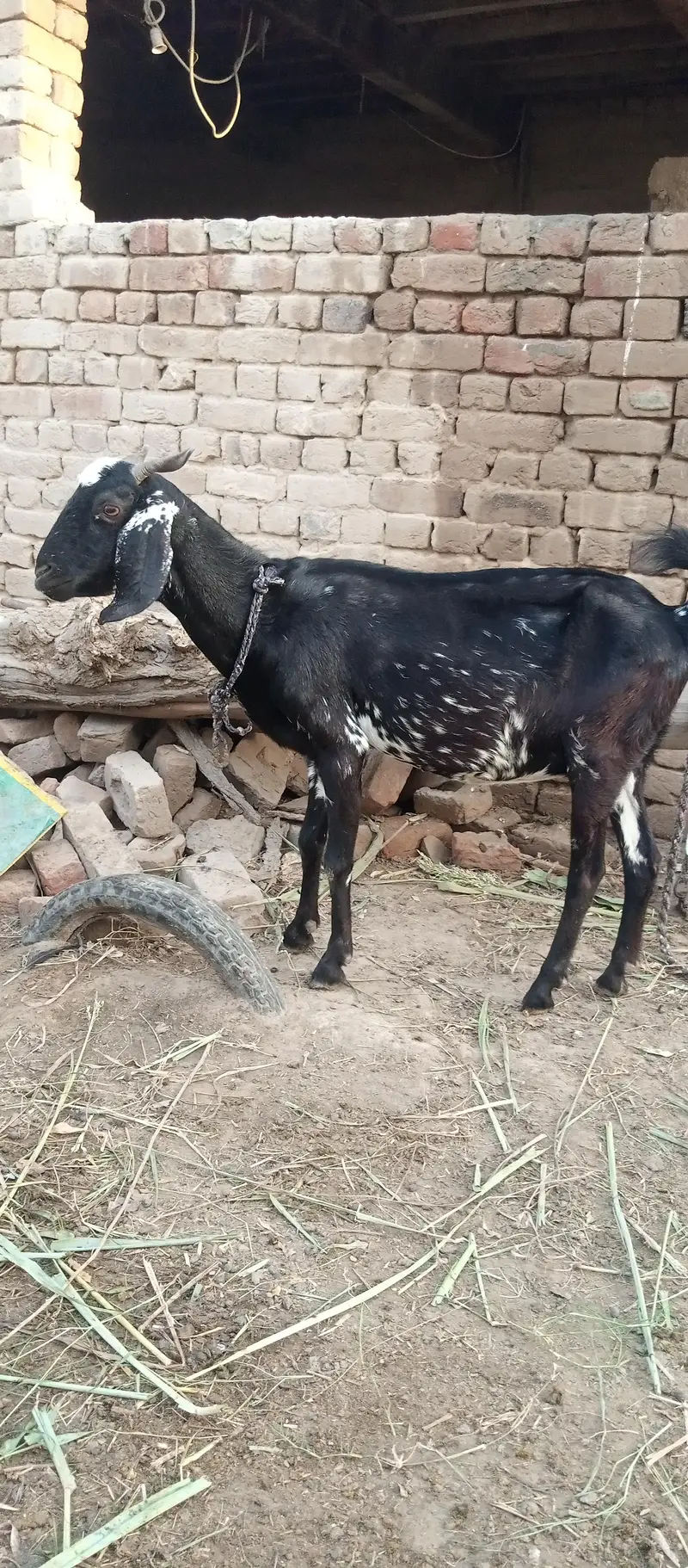 Dogli Bakri — photo 2